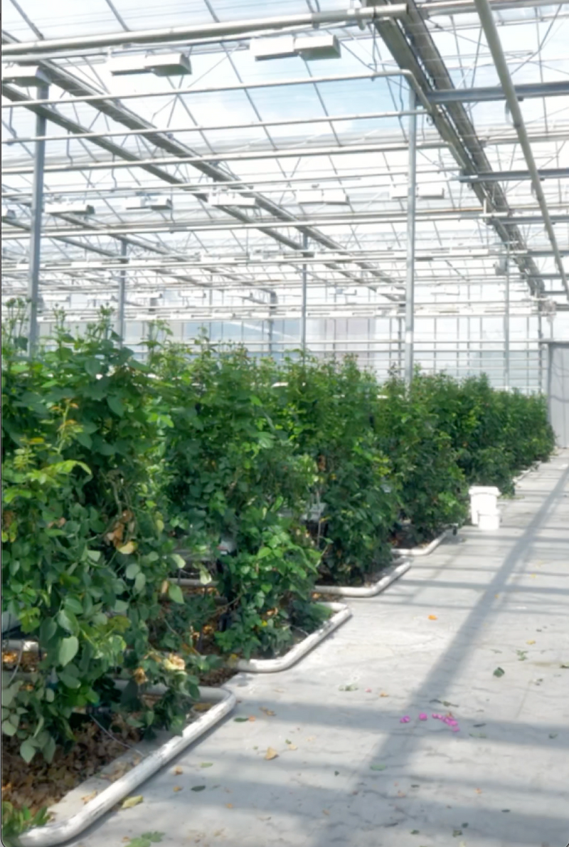 Interior de estufa moderna com estrutura de vidro e metal, mostrando fileiras organizadas de plantas verdes crescendo em ambiente controlado de cultivo.