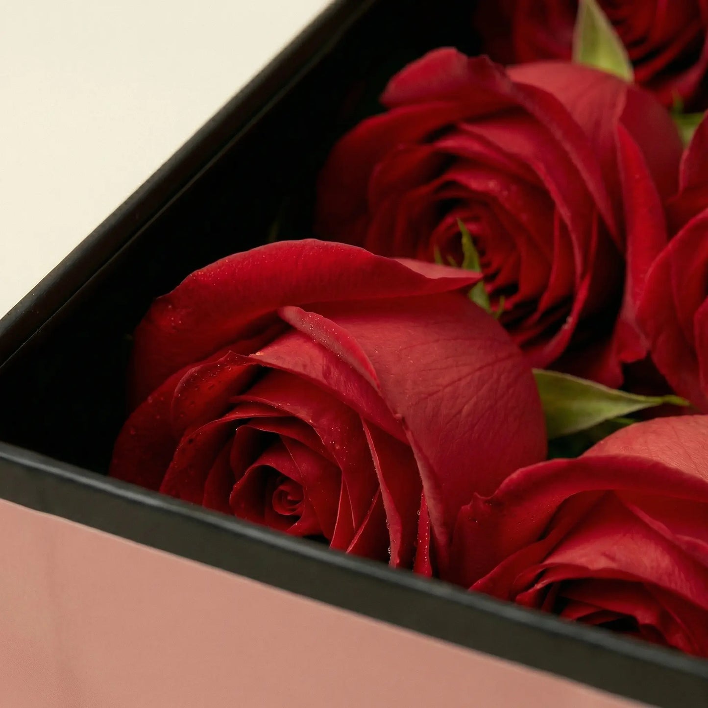 Zoom in rosas vermelhas caixa flute box