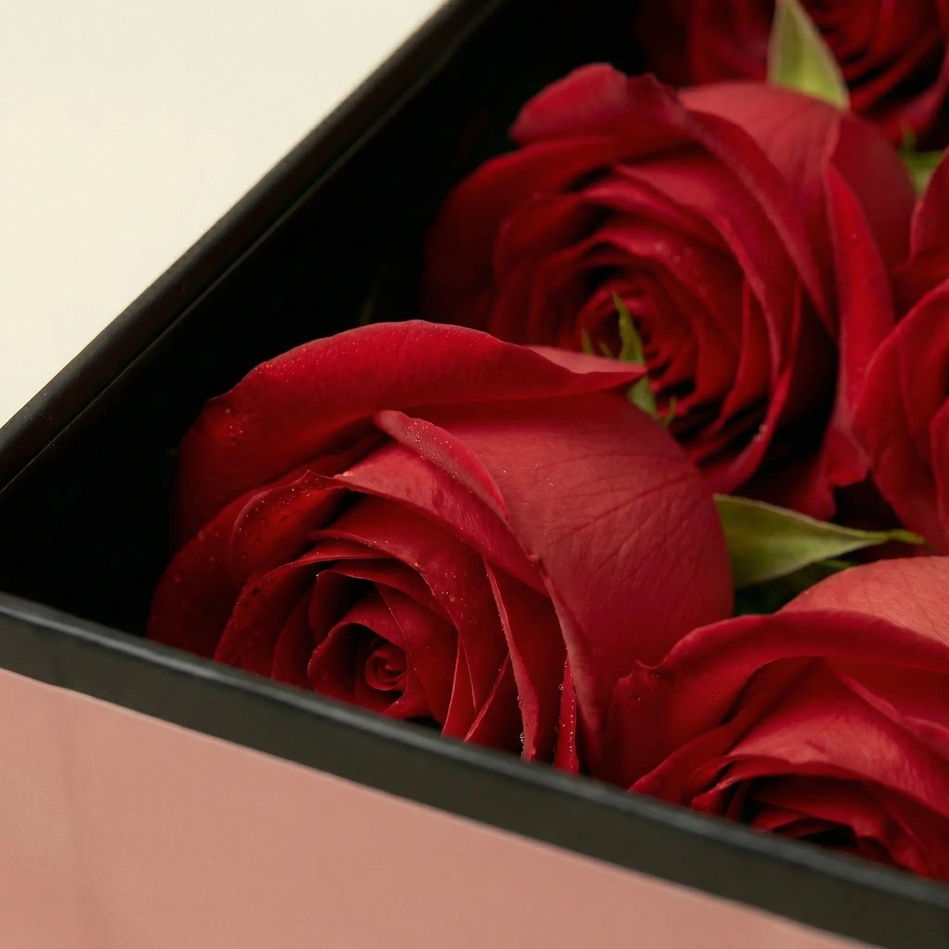 Zoom in rosas vermelhas caixa flute box